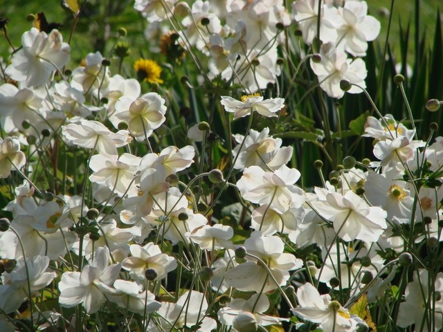 japanske anemone bijele